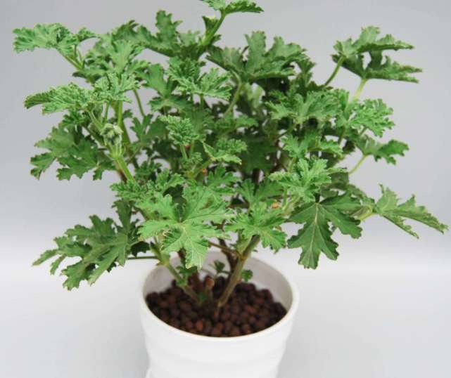 传说中的“蚊净香草”，除了驱蚊还有不菲的观赏价值？_腾讯网