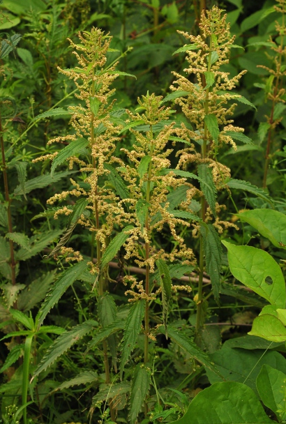 野生狭叶荨麻整体外观狭叶荨麻初长出的幼苗整体外观狭叶荨麻茎上疏生