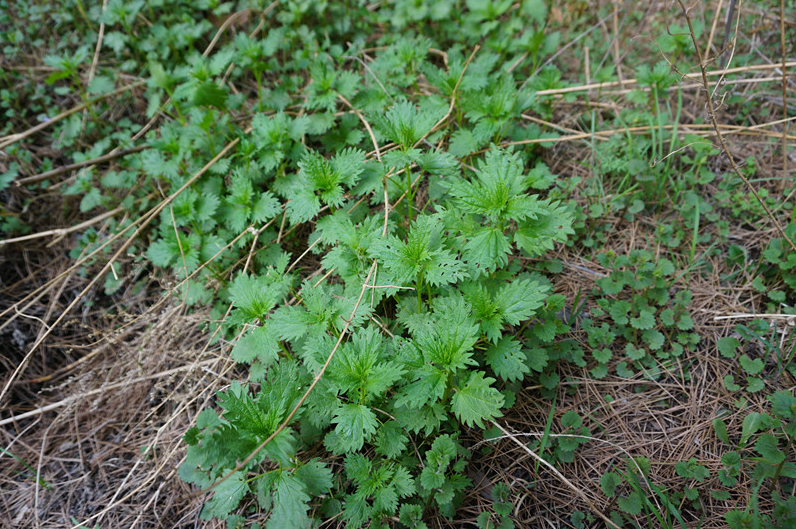 狭叶荨麻初长出的幼苗整体外观狭叶荨麻茎上疏生螫毛细节放大外观狭叶