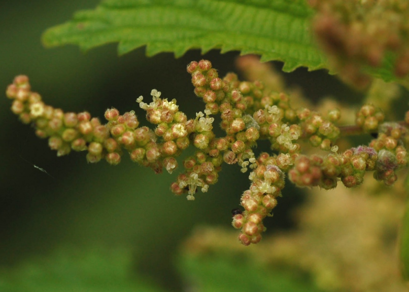 荒野维生野菜系列狭叶荨麻