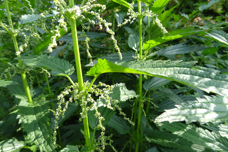 荒野维生野菜系列狭叶荨麻