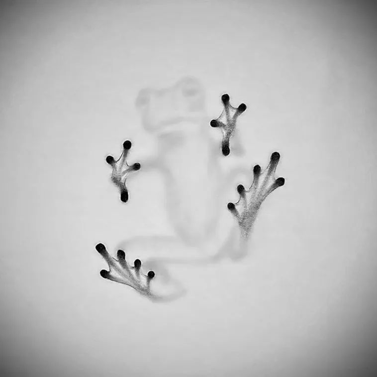 插画|迷惑人眼的3D插画，动物都被“封印”了，你能看出是铅笔画吗？