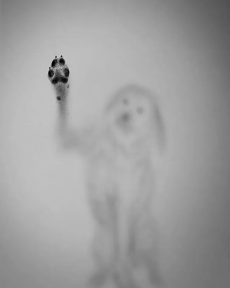 插画|迷惑人眼的3D插画，动物都被“封印”了，你能看出是铅笔画吗？