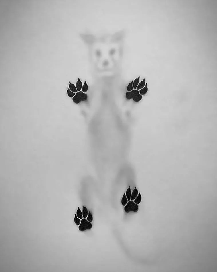 插画|迷惑人眼的3D插画，动物都被“封印”了，你能看出是铅笔画吗？