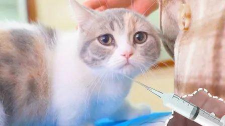 十问铲屎官：猫咪疫苗你知多少？都懂了才不会被宠物医院坑_腾讯新闻