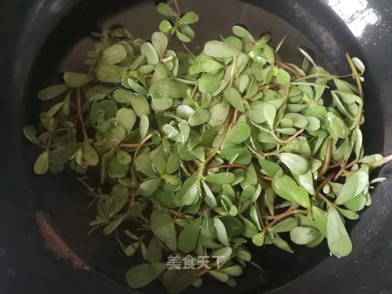 馬齒莧這樣做,味道鮮美又開胃.清心降火,很適合夏天吃