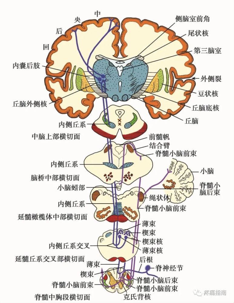 特殊感觉系统临床解剖 腾讯新闻