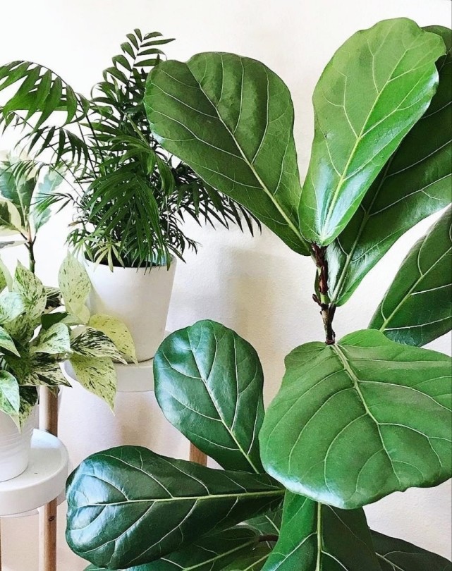 叶子超大超美的网红观叶植物,气质拿捏刚刚好!