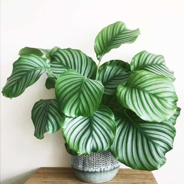叶子超大超美的网红观叶植物,气质拿捏刚刚好!