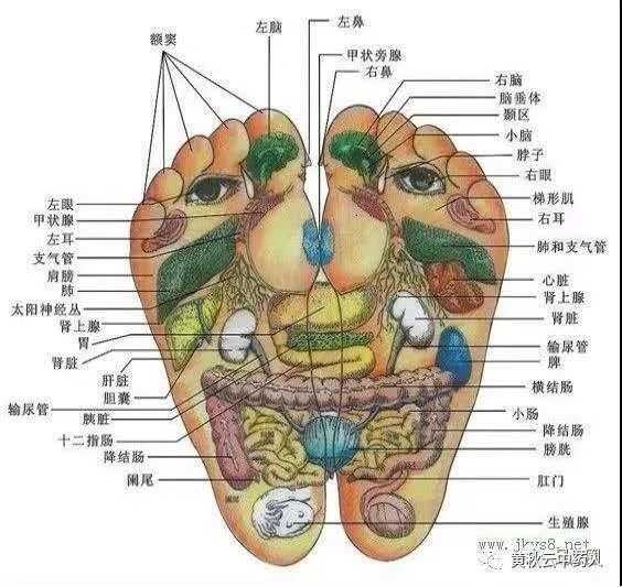 原来,人体的脚底部存在着各脏器的反射区,某些脏器发生病变后,可以在