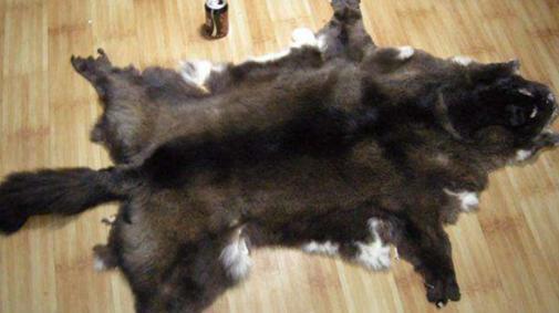 山西一女大学生去鉴宝,拿出家里祖传"狼皮",专家看后情绪失控