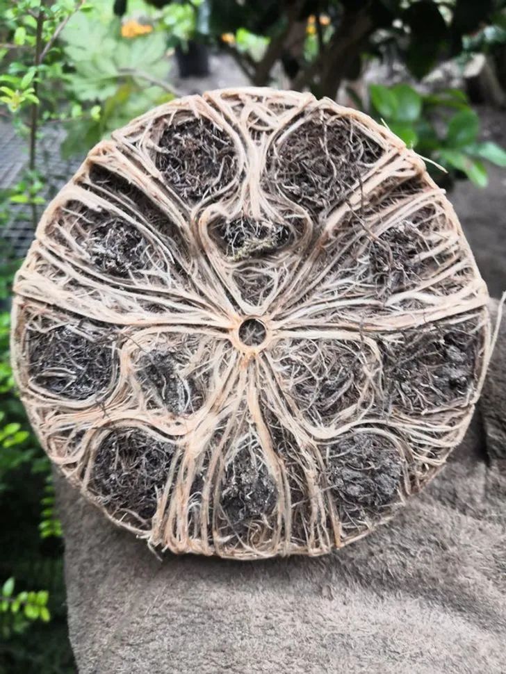 苔藓|“活久见”的25幅图片，第一幅就震惊了