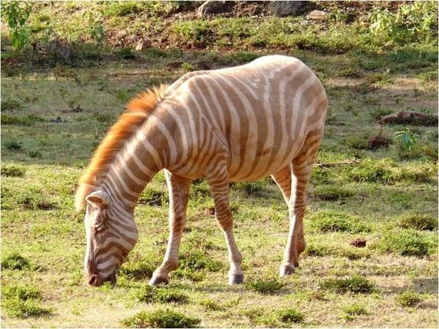 苔藓|“活久见”的25幅图片，第一幅就震惊了