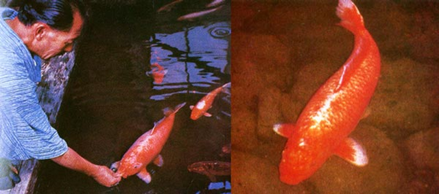 苔藓|“活久见”的25幅图片，第一幅就震惊了