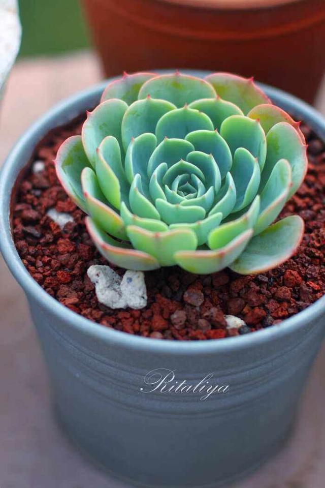 多肉玉蝶夏天最好养,做到断水断肥就可以,叶肉饱满状态好