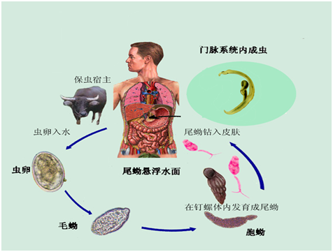 当心血吸虫病不要去江边玩水