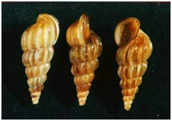 中间宿主—钉螺目前钉螺是日本血吸虫的中间宿主,长度约为10毫米,常见