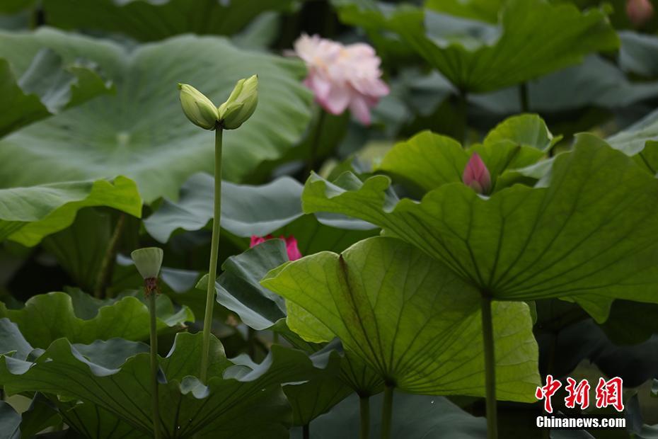 并蒂莲是荷花中的珍品,它一枝花柄上形成两个花蒂,并开两朵花,结一对