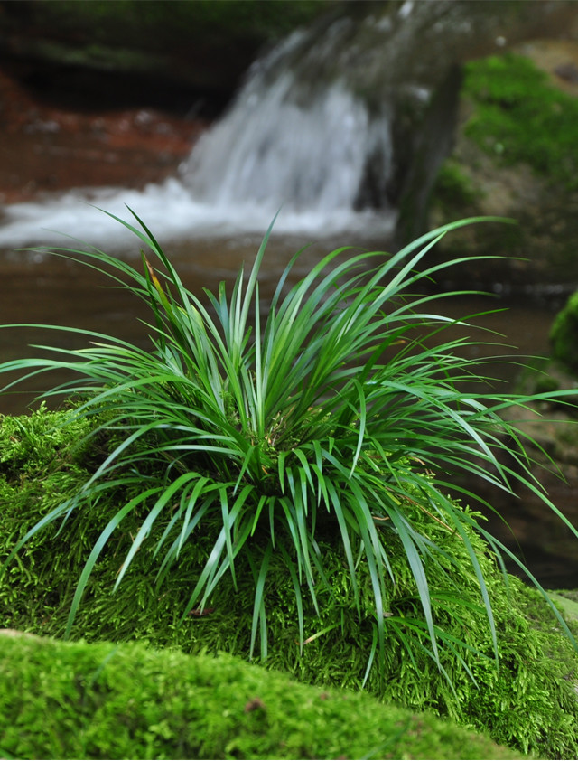 书房|菖蒲可防疫驱邪的灵草，也是文人书房清供