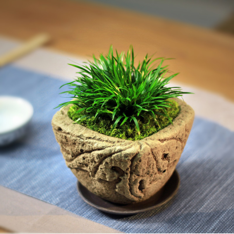 书房|菖蒲可防疫驱邪的灵草，也是文人书房清供