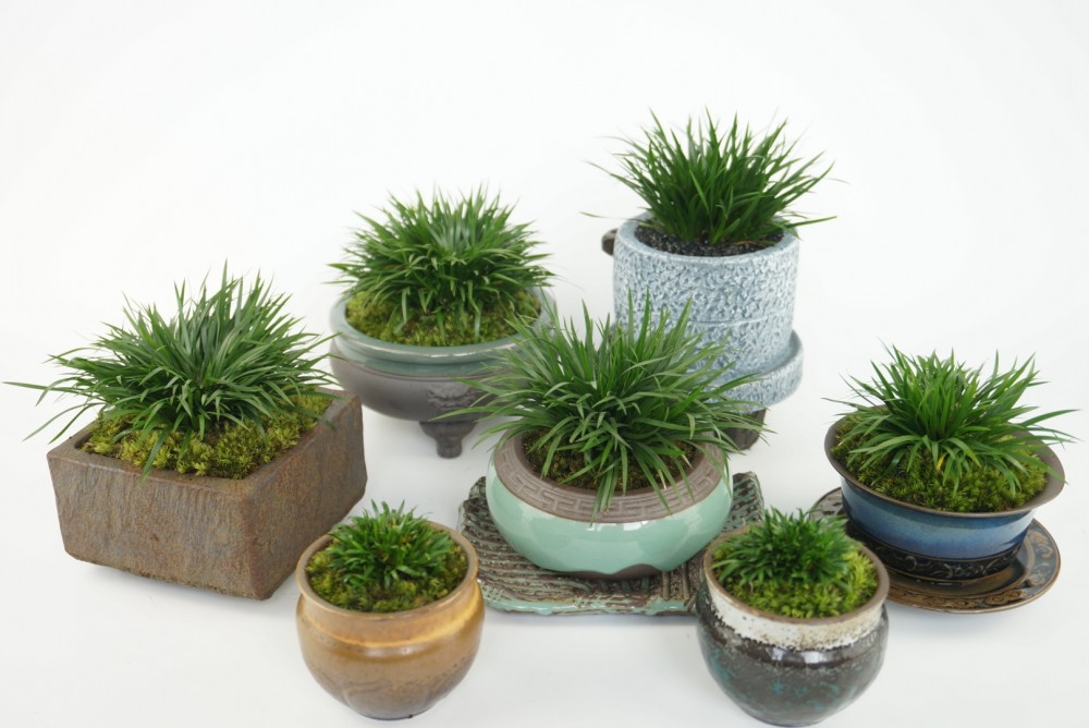 书房|菖蒲可防疫驱邪的灵草，也是文人书房清供