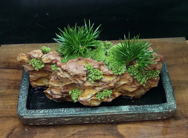 书房|菖蒲可防疫驱邪的灵草，也是文人书房清供