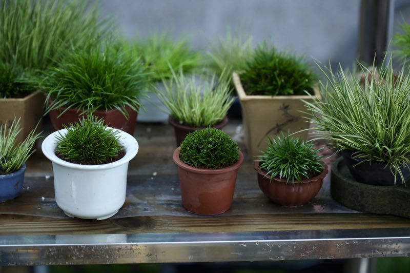 书房|菖蒲可防疫驱邪的灵草，也是文人书房清供