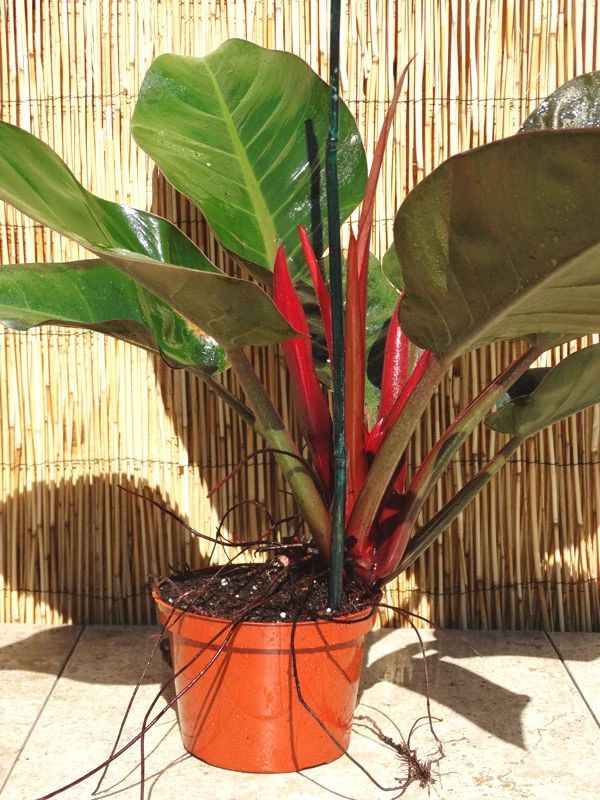 名字特别霸气的红帝王盆栽在阴凉的地方也能养叶子特别大