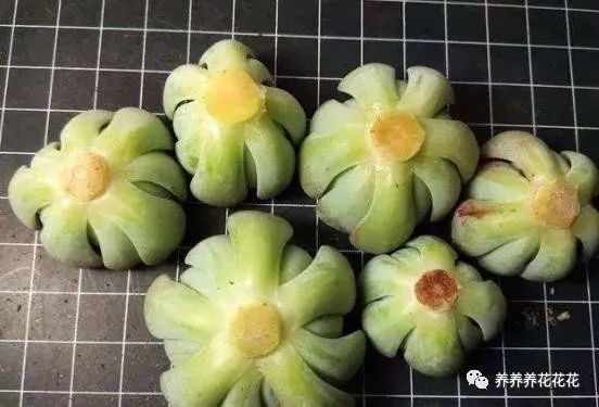 自制多肉"生根粉",砍头抹一点,7天就生根,还能杀菌防黑腐