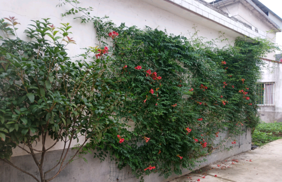 家门口种棵凌霄花,夏天不怕热,长成"大花墙",开花数千朵