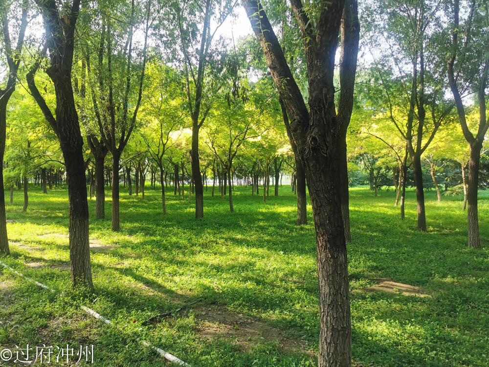 江南|效仿建成的北国江南，林荫湖景样样俱全，荷花正艳