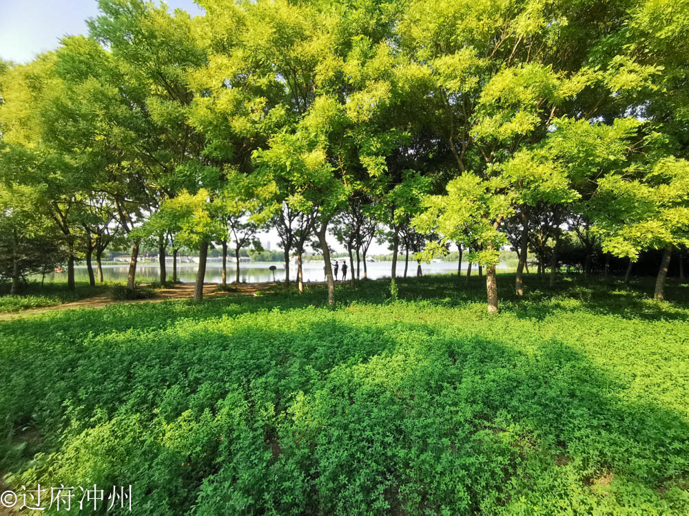 江南|效仿建成的北国江南，林荫湖景样样俱全，荷花正艳