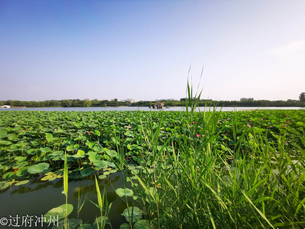 江南|效仿建成的北国江南，林荫湖景样样俱全，荷花正艳