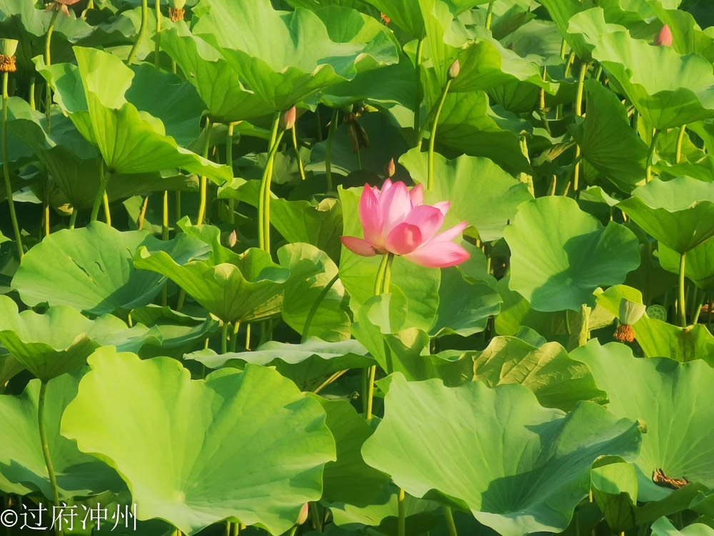 江南|效仿建成的北国江南，林荫湖景样样俱全，荷花正艳