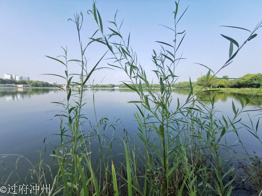 江南|效仿建成的北国江南，林荫湖景样样俱全，荷花正艳