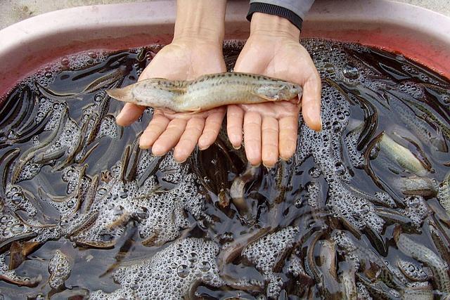 泥鳅养殖成活率很高一亩投入2万收入6万暴利项目