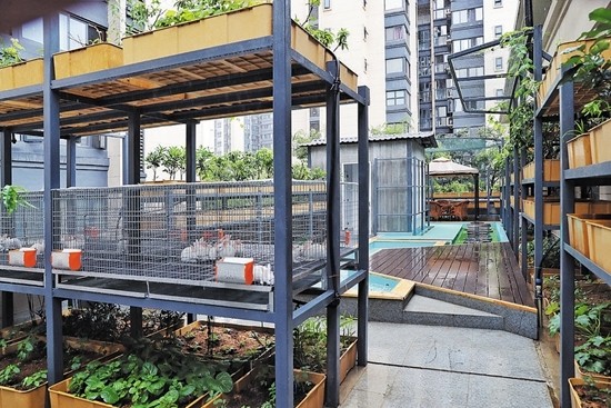 双流区|成都双流区屋顶上的“生态农场”引来院士关注