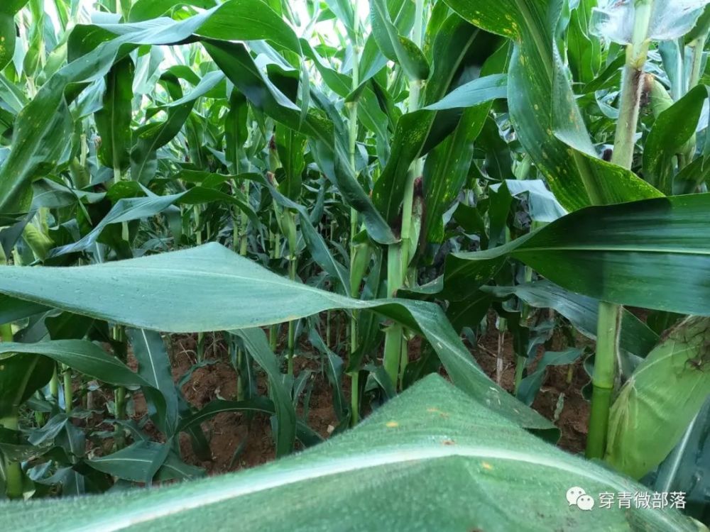 演化|同姓不一定同宗