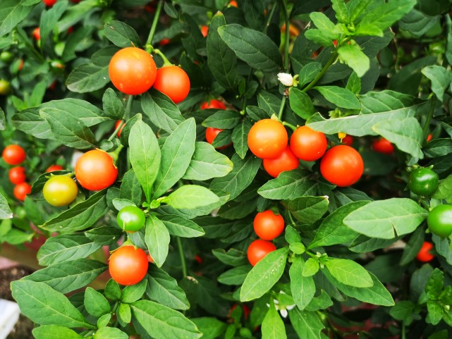 谁家小院种了一片吉庆果,如此美丽鲜亮