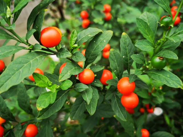 谁家小院种了一片吉庆果,如此美丽鲜亮