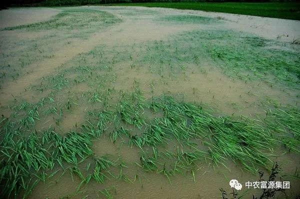 洪灾|洪灾致全国133.9千公顷农作物绝收 农产品价格何去何从？