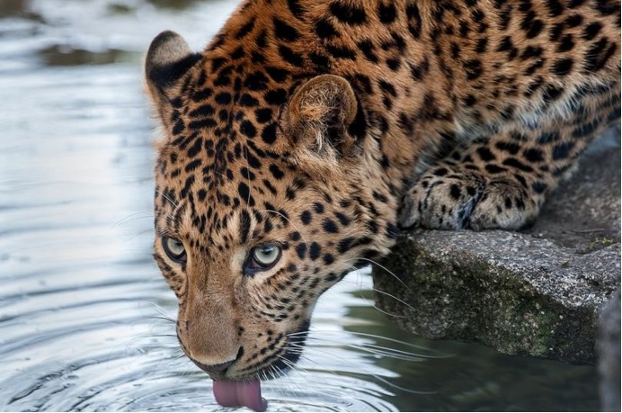 野生华北豹亮相山西它是中国特有物种很凶猛却逃不过人类捕杀