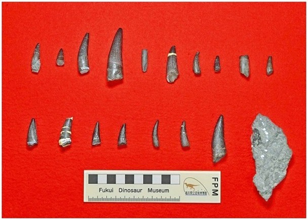 日本福井县出土18颗棘龙科牙齿化石,其历史可追溯至1.2亿年前!