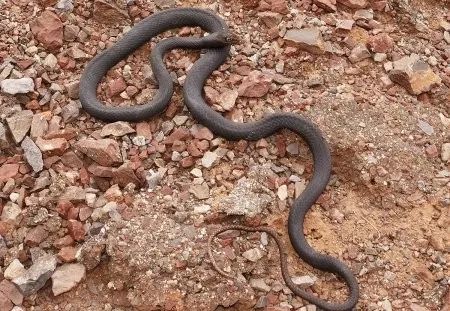 狐狸|萌化了少女心的粉红色小蛇可不止一种