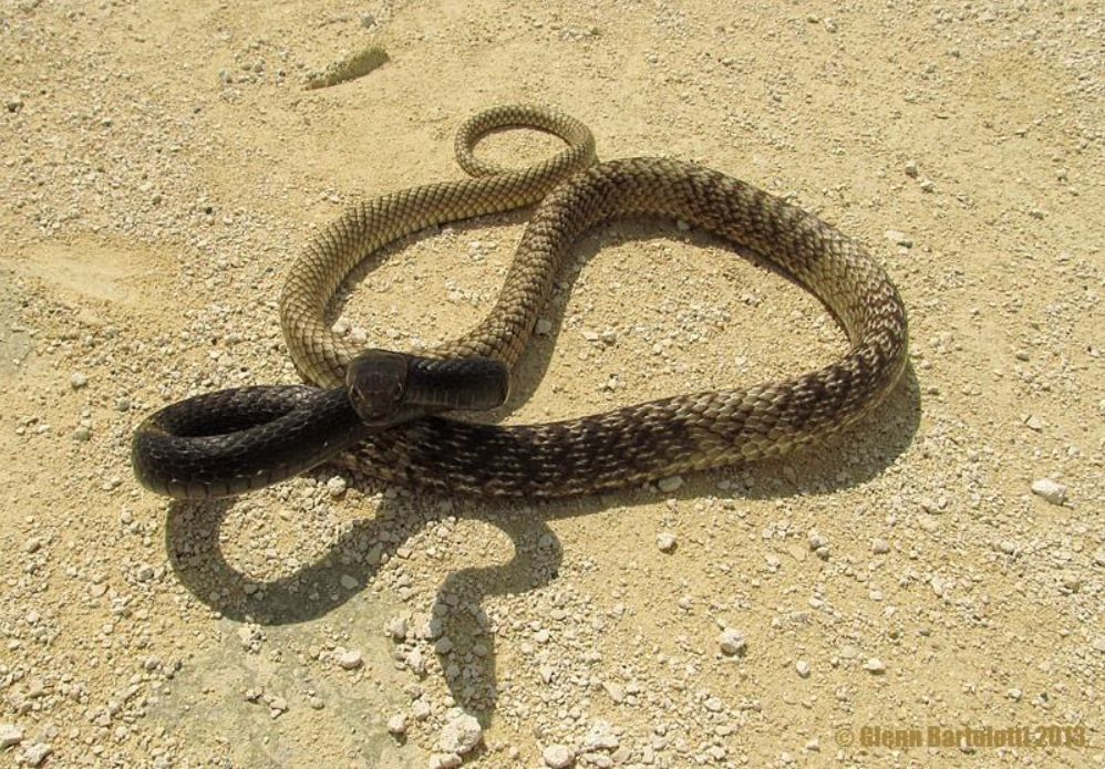 狐狸|萌化了少女心的粉红色小蛇可不止一种