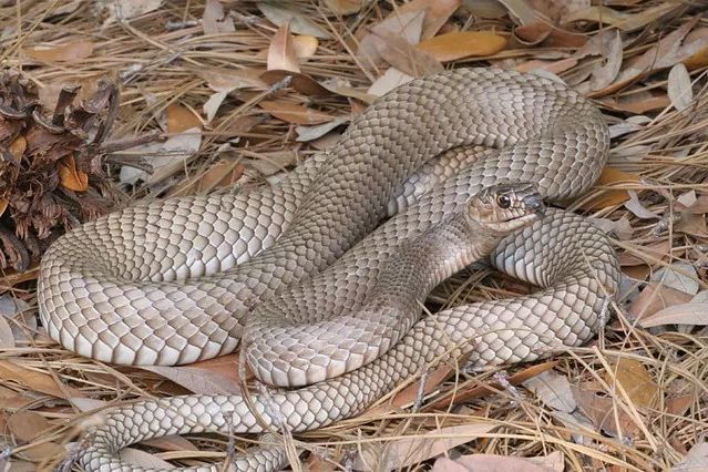 狐狸|萌化了少女心的粉红色小蛇可不止一种