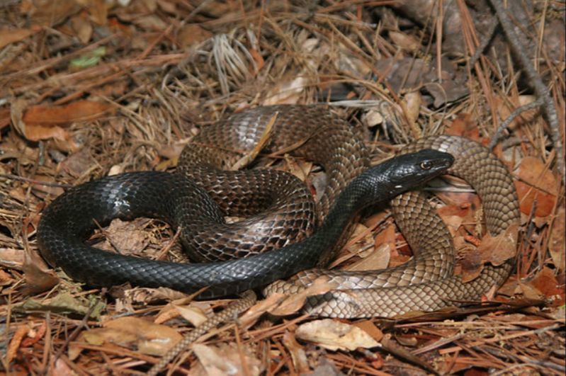 狐狸|萌化了少女心的粉红色小蛇可不止一种