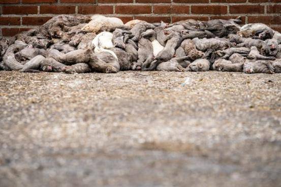 水貂|西班牙扑杀十万新冠阳性水貂，养殖场疫情严重促使产业整改