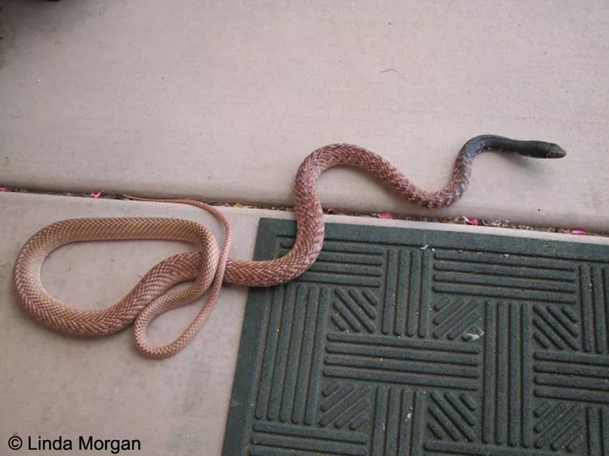 狐狸|萌化了少女心的粉红色小蛇可不止一种