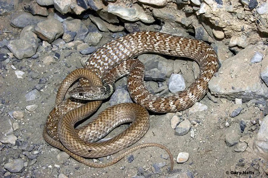 狐狸|萌化了少女心的粉红色小蛇可不止一种